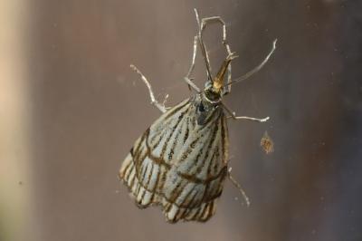 <i>Chrysocrambus linetella</i>