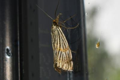 <i>Chrysocrambus linetella</i>
