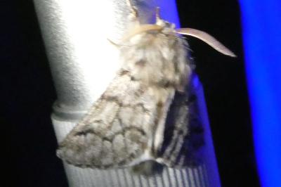 <i>Thaumetopoea pityocampa</i>