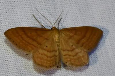 <i>Idaea ochrata</i>