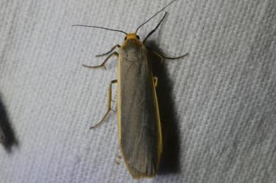 <i>Katha depressa</i>