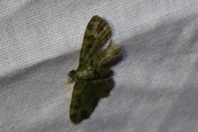 <i>Pasiphila rectangulata</i>