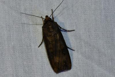 <i>Agrotis ipsilon</i>