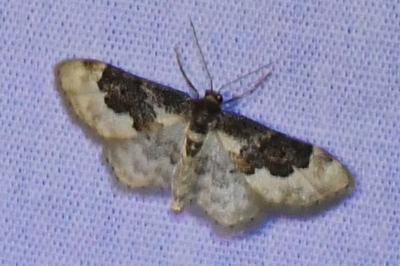 <i>Idaea rusticata</i>