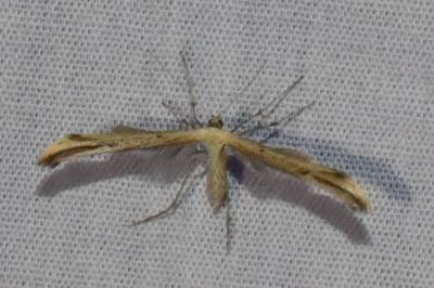 <i>Emmelina argoteles/monodactyla</i>