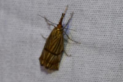 <i>Chrysocrambus linetella</i>