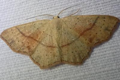 <i>Cyclophora punctaria</i>