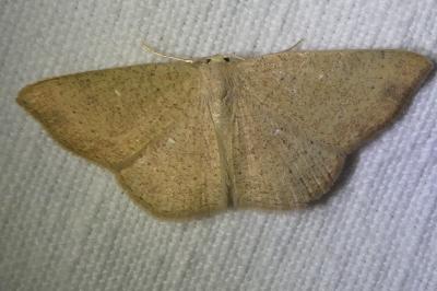<i>Cyclophora ruficiliaria</i>