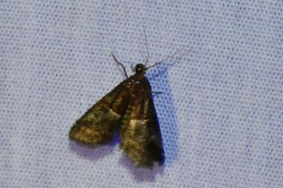 <i>Acrobasis marmorea</i>