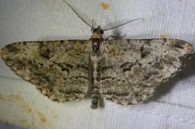 <i>Peribatodes rhomboidaria</i>