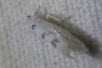 <i>Niphonympha dealbatella</i>
