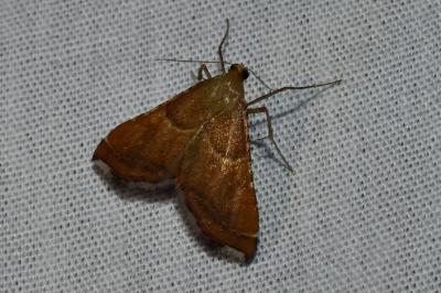 <i>Endotricha flammealis</i>