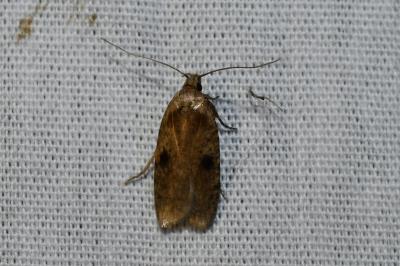 <i>Agonopterix propinquella</i>