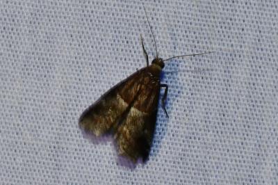 <i>Acrobasis marmorea</i>