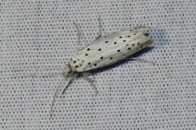 <i>Yponomeuta</i>