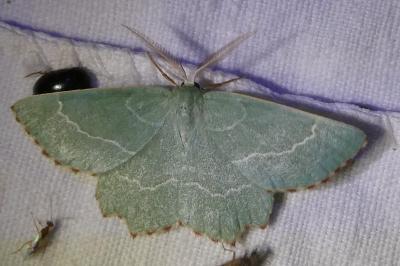 <i>Hemithea aestivaria</i>