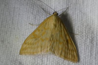 <i>Sitochroa verticalis</i>