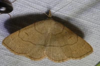 <i>Paracolax tristalis</i>