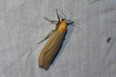 <i>Lithosia quadra</i>