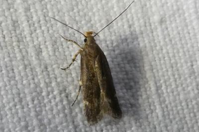 <i>Aroga velocella</i>