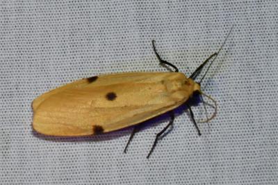 <i>Lithosia quadra</i>