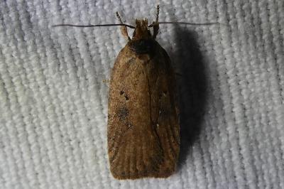 <i>Agonopterix scopariella</i>