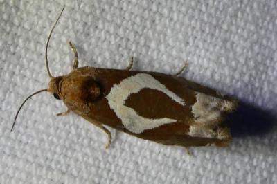 <i>Epiblema foenella</i>