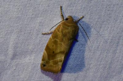 <i>Cosmia affinis</i>