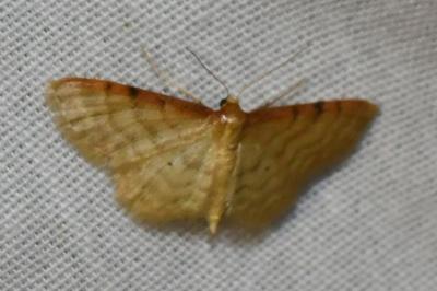 <i>Idaea humiliata</i>