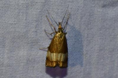 <i>Chrysocrambus linetella</i>