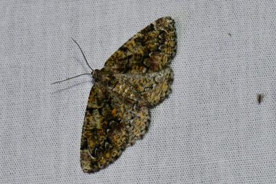 <i>Cleorodes lichenaria</i>