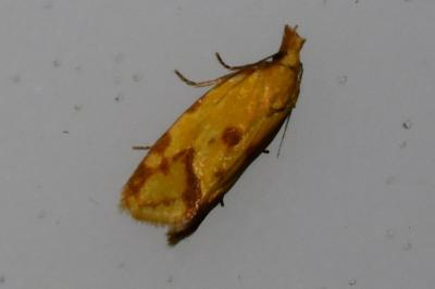 <i>Agapeta hamana</i>