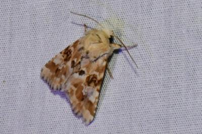 <i>Eremobia ochroleuca</i>