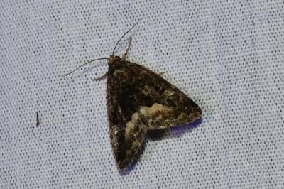 <i>Deltote pygarga</i>
