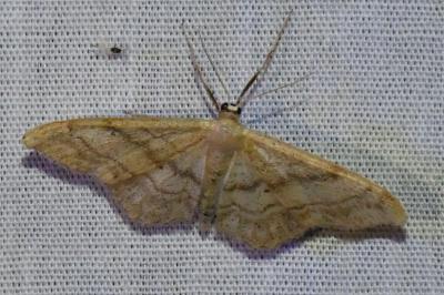 <i>Idaea</i>