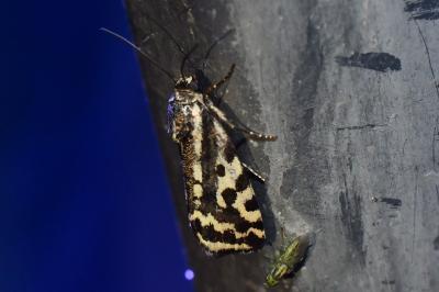 <i>Emmelia trabealis</i>
