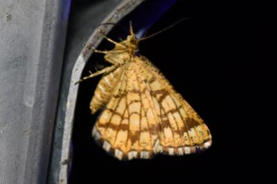 <i>Chiasmia clathrata</i>