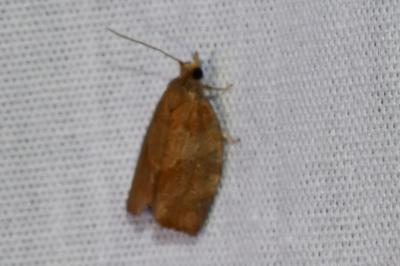 <i>Clepsis consimilana</i>