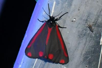 <i>Tyria jacobaeae</i>