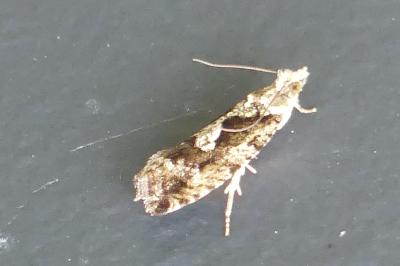 <i>Zeiraphera isertana</i>