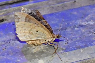 <i>Eulithis prunata</i>