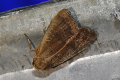 <i>Noctua comes</i>