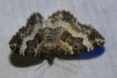 <i>Epirrhoe alternata</i>
