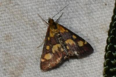 <i>Pyrausta purpuralis</i>