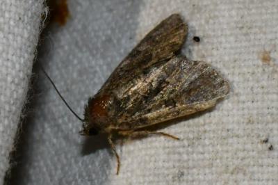<i>Oligia</i>