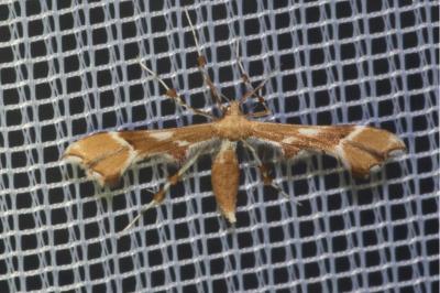 <i>Cnaemidophorus rhododactylus</i>