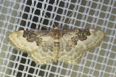 <i>Idaea rusticata</i>