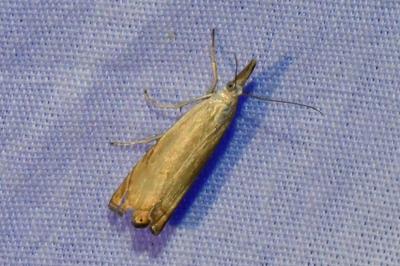 <i>Chrysoteuchia culmella</i>
