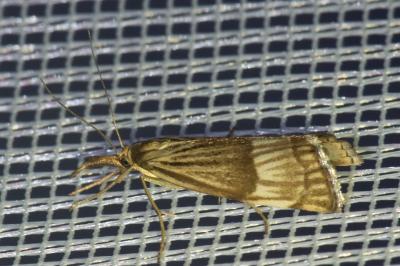 <i>Chrysocrambus linetella</i>
