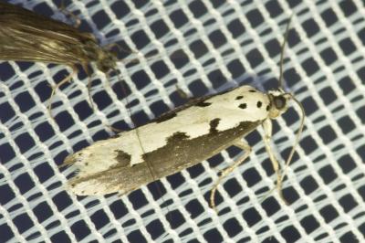 <i>Ethmia bipunctella</i>